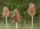 Linda Jackson_Harvest Mice on Teasels.jpg